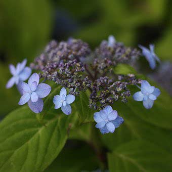 m*******出品❗ヤマアジサイ苗3苗お届け！ m*******出品❗ヤマアジサイ苗3苗お届け！